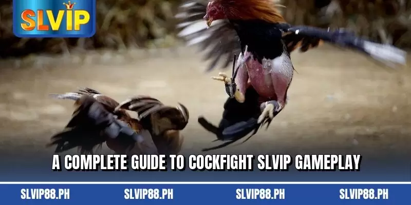 A complete guide to Cockfight SLVIP gameplay