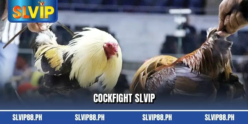 Cockfight