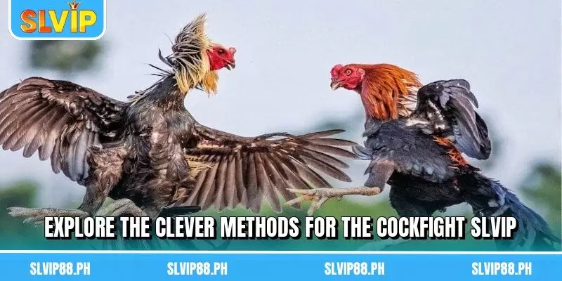 Explore the clever methods for the Cockfight SLVIP