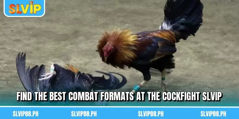 Find the best combat formats at the Cockfight SLVIP