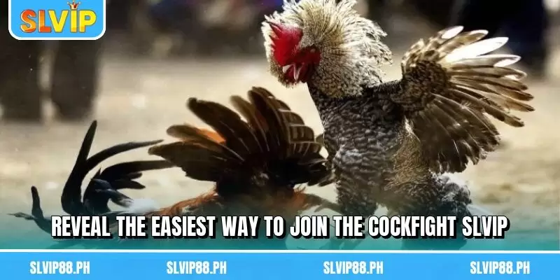 Reveal the easiest way to join the Cockfight SLVIP