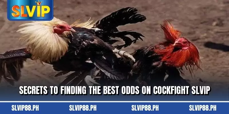 Secrets to finding the best odds on Cockfight SLVIP