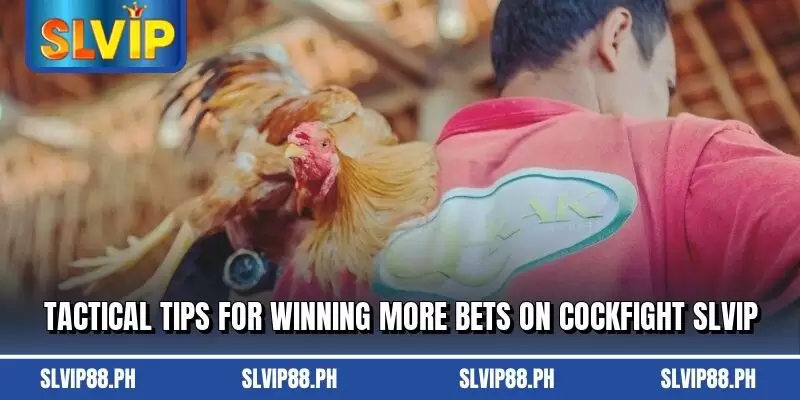 Tactical tips for winning more bets on cockfight slvip