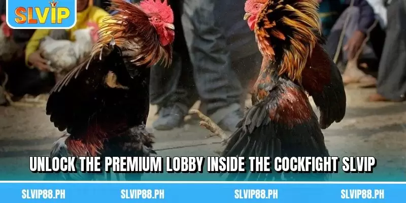 Unlock the premium lobby inside the Cockfight SLVIP
